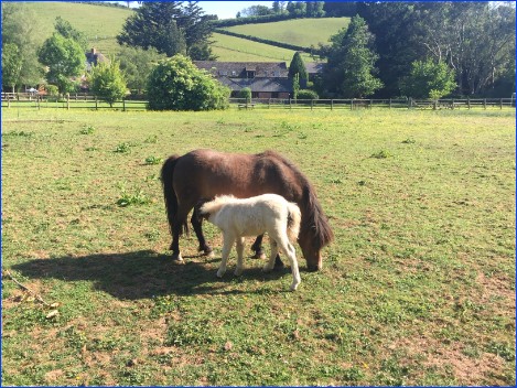Dixie & Ziggy - Shetland/Dartmoor Cross Ponies