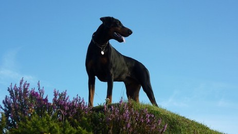 Dog Friendly Cottages Exmoor
