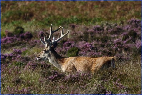 A stag on Exmoor