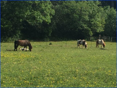 Our 4 Shetland/Dartmoor ponies